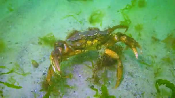Big Green Crab Carcinus Maenas Runs Seabed Green Algae Black — Vídeo de stock