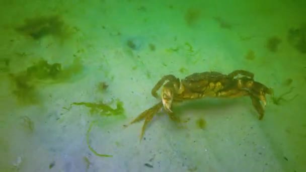 大绿蟹 Carcinus Maenas 沿着海床在绿藻 入侵物种之间奔跑 — 图库视频影像