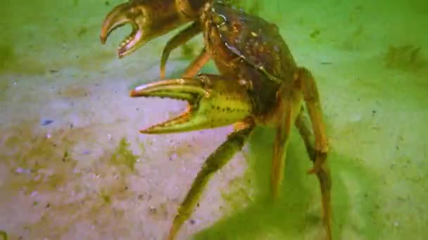 Big Green Crab Carcinus Maenas Runs Seabed Green Algae Black — Vídeo de stock