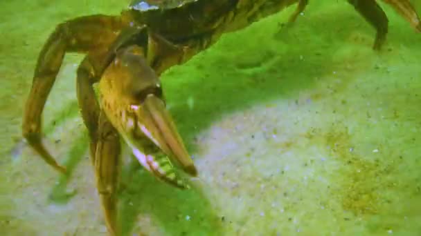 Big Green Crab Carcinus Maenas Runs Seabed Green Algae Black — Vídeos de Stock