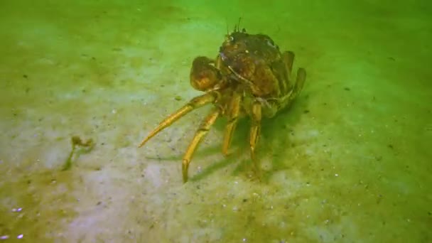 Big Green Crab Carcinus Maenas Runs Seabed Green Algae Black — Vídeo de Stock