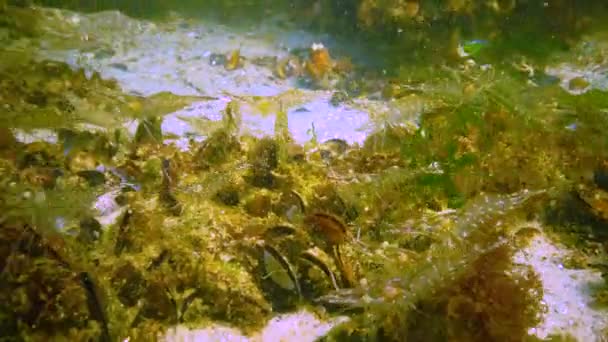 一般的にバルト海エビと呼ばれるPalaemon Adspulsus エビは黒海の石の上に食べ物を探します — ストック動画