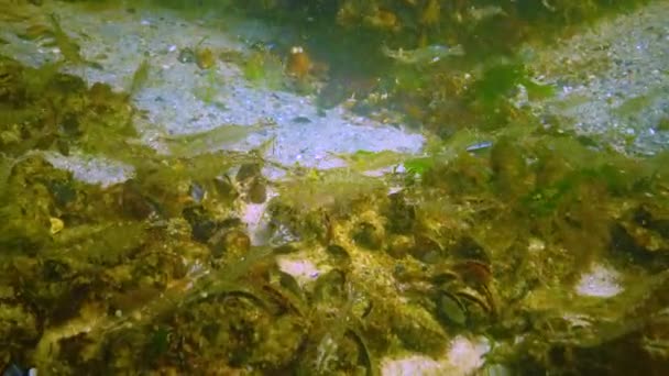 一般的にバルト海エビと呼ばれるPalaemon Adspulsus エビは黒海の石の上に食べ物を探します — ストック動画