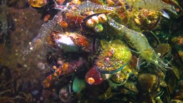Palaemon Adspersus Commonly Called Baltic Prawn Shrimps Look Food Stone — Vídeo de stock