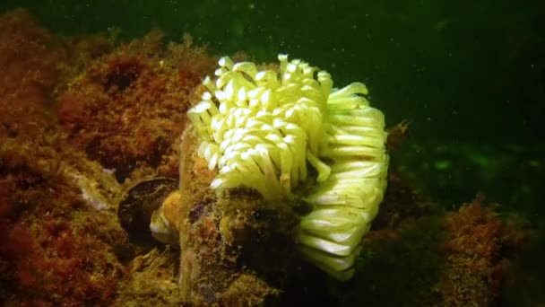 Коконы Хищного Моллюска Rapana Venosa Захватчика Черном Море Фауна Черного — стоковое видео