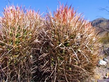 Desert landscape with cacti in the California. Cannonball, Cotton top, Many-headed Barrel Cactus (Echinocactus polycephalus)