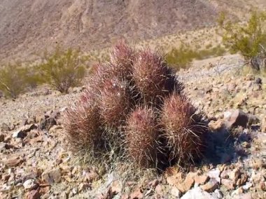 Desert landscape with cacti in the California. Cannonball, Cotton top, Many-headed Barrel Cactus (Echinocactus polycephalus)