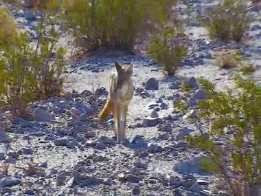 The coyote (Canis latrans), a wild predator came close to people in the desert in Death Valley, USA