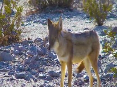 The coyote (Canis latrans), a wild predator came close to people in the desert in Death Valley, USA