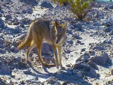 The coyote (Canis latrans), a wild predator came close to people in the desert in Death Valley, USA