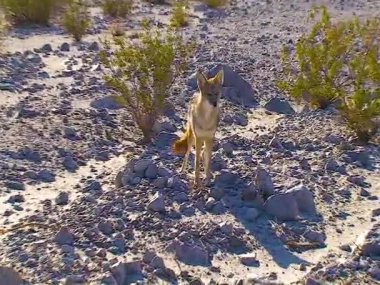 The coyote (Canis latrans), a wild predator came close to people in the desert in Death Valley, USA