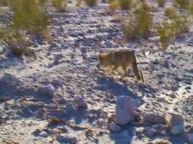 The coyote (Canis latrans), a wild predator came close to people in the desert in Death Valley, USA