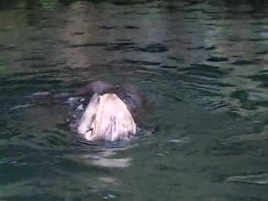 Su samuru (Enhydra lutris) - bir deniz memelisidir, hayvan okyanustaki havuzda yüzer.