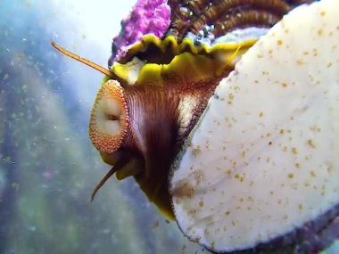 Bir gastropod yumuşakçası okyanus akvaryumundaki bir deniz akvaryumunda camlara bulaşmış bir radula yer.