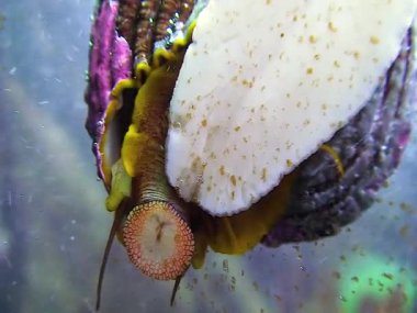 Bir gastropod yumuşakçası okyanus akvaryumundaki bir deniz akvaryumunda camlara bulaşmış bir radula yer.