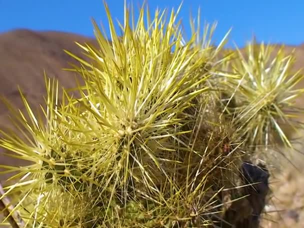 Cholla Cactus Teddy Bear Cholla Cylindropuntia Bigelovii Καλιφόρνια — Αρχείο Βίντεο
