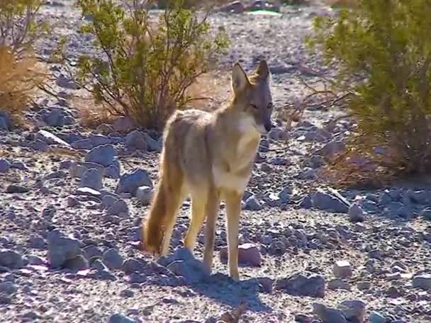 Coyote Canis Latrans Wild Predator Came Close People Desert Death — Video Stock