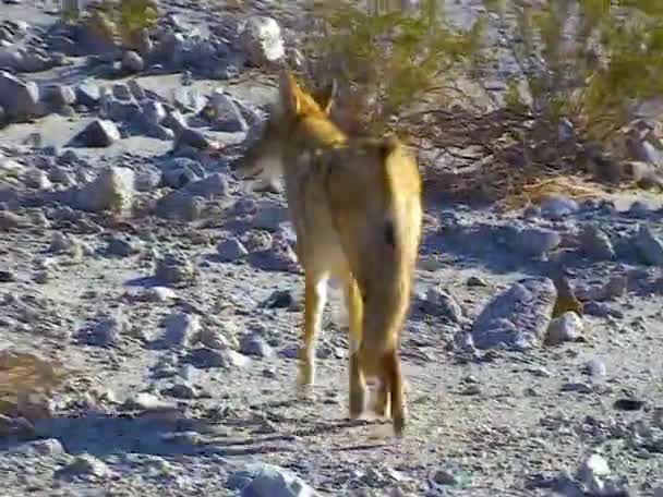 Canis Latrans 一种野生掠食者 接近美国死谷沙漠中的人类 — 图库视频影像