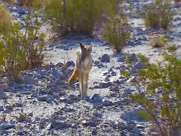 Coyote Canis Latrans Wild Predator Came Close People Desert Death — Stok video