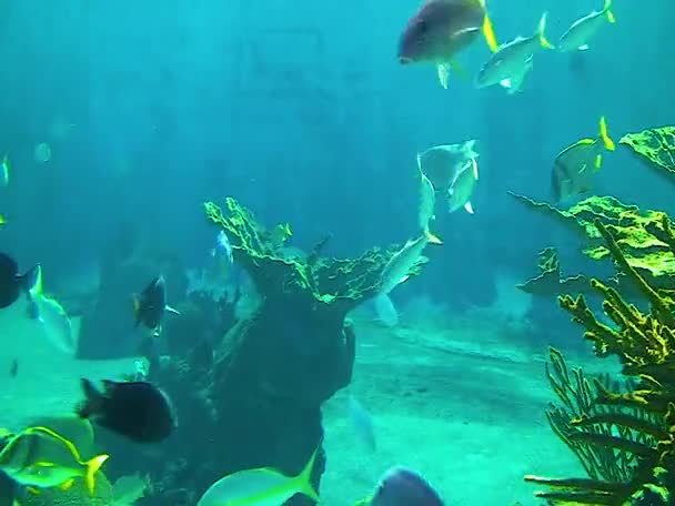 Tropical Fish Marine Aquarium Oceanarium — 图库视频影像