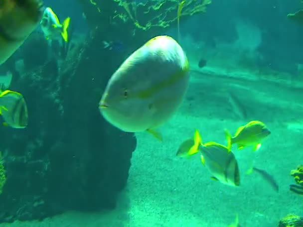 Tropische Vissen Het Zoutwateraquarium Het Oceanarium — Stockvideo