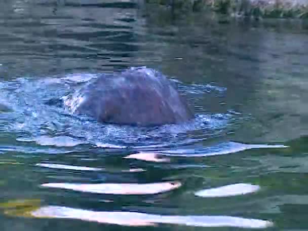 Sea Otter Enhydra Lutris Marine Mammal Animal Swims Pool Oceanarium — Vídeos de Stock