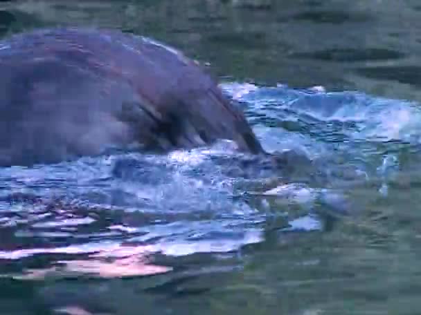 海のカワウソ Enhyra Lutis 海洋哺乳動物で 海洋水族館のプールで動物が泳ぐ — ストック動画