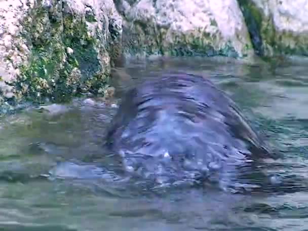 Zeeotter Enhydra Lutris Een Zeezoogdier Het Dier Zwemt Het Zwembad — Stockvideo