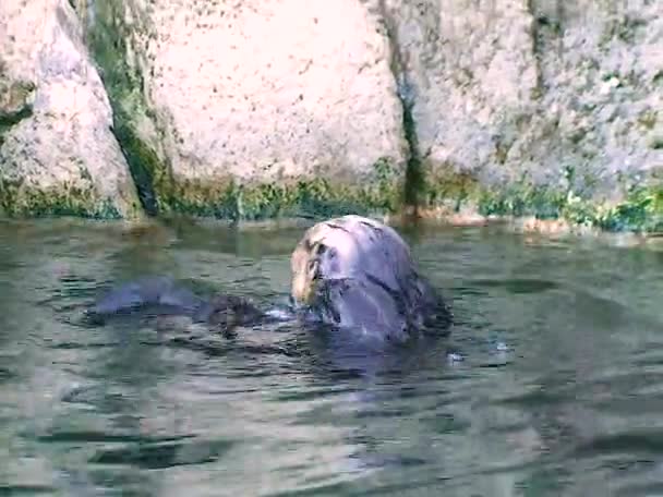 Zeeotter Enhydra Lutris Een Zeezoogdier Het Dier Zwemt Het Zwembad — Stockvideo