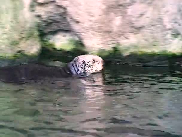 Sea Otter Enhydra Lutris Marine Mammal Animal Swims Pool Oceanarium — Stock Video