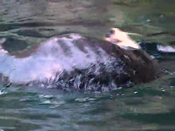 Sea Otter Enhydra Lutris Marine Mammal Animal Swims Pool Oceanarium — Stock Video