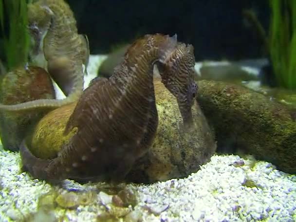 Seahorse Large Aquarium Oceanarium — Stock Video