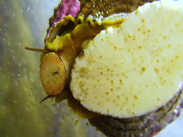 Gastropod Mollusc Eats Oral Radula Fouling Glass Marine Aquarium Oceanarium — Video Stock