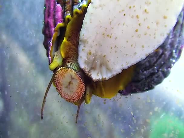 Molusco Gasterópodo Come Una Rácula Oral Ensuciada Con Vidrio Acuario — Vídeo de stock