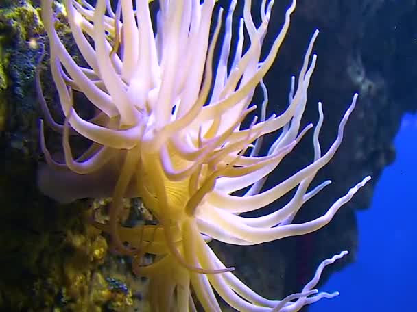 Морські Анемони Великому Акваріумі Океані — стокове відео