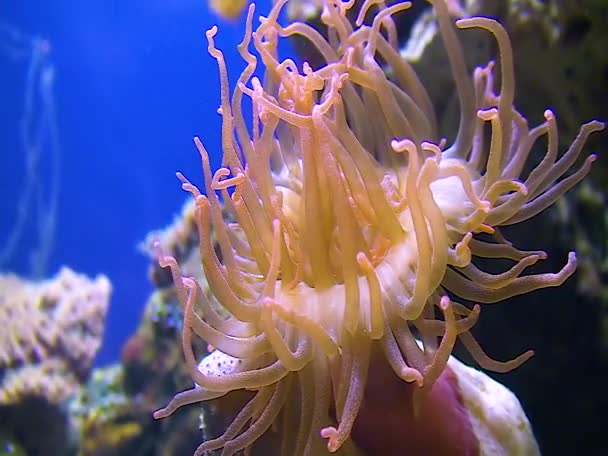 Zeeanemonen Een Groot Aquarium Het Oceanarium — Stockvideo