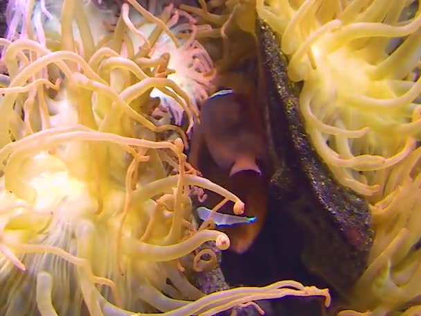 Pez Payaso Anemonefish Amphiprion Simbiosis Peces Anémonas — Vídeos de Stock