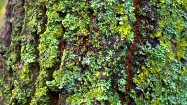 Lichens overgrown tree trunk, symbiosis of fungus and algae, indicator species, Slider shot