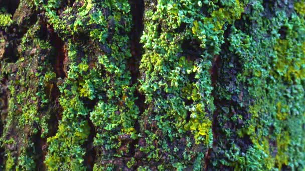 栽培されていない木の幹 真菌と藻類の共生 指標種 スライダーショット — ストック動画