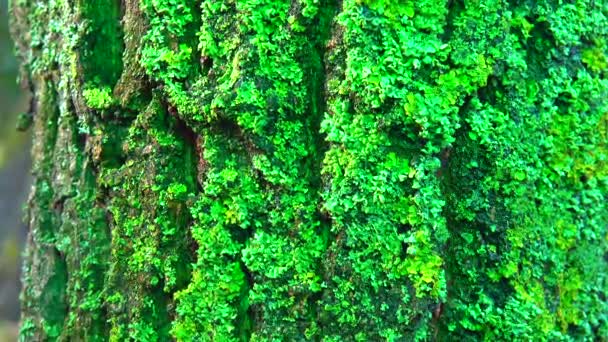 Slider Shot Lichens Fungus Algae Symbiosis Overgrown Tree Trunk Flashing — Αρχείο Βίντεο