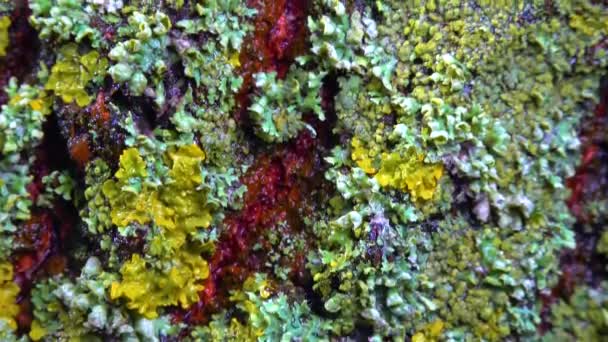 Lichens Overgrown Tree Trunk Symbiosis Fungus Algae Indicator Species Slider — Αρχείο Βίντεο