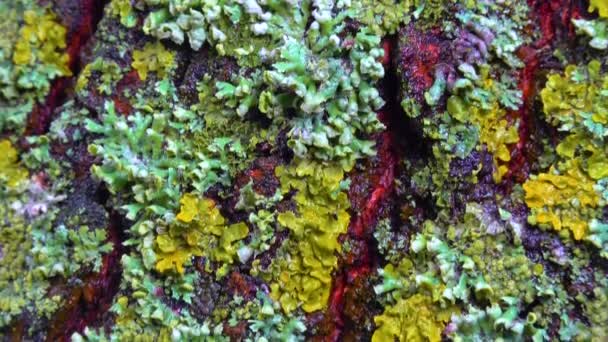 Lichens Overgrown Tree Trunk Symbiosis Fungus Algae Indicator Species Slider — Video Stock
