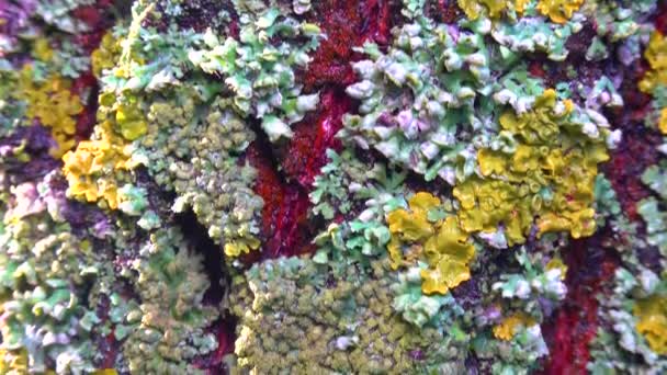 栽培されていない木の幹 真菌と藻類の共生 指標種 スライダーショット — ストック動画