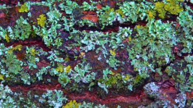 Lichens overgrown tree trunk, symbiosis of fungus and algae, indicator species, Slider shot