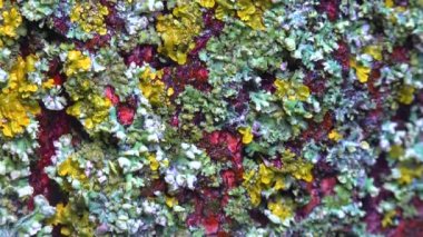 Lichens overgrown tree trunk, symbiosis of fungus and algae, indicator species, Slider shot