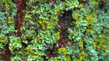 Lichens overgrown tree trunk, symbiosis of fungus and algae, indicator species, Slider shot