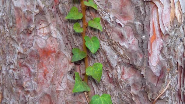 松木树干上的卷曲绿色常春藤 — 图库视频影像