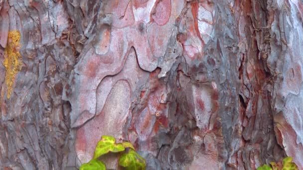 Curly Green Ivy Pine Tree Trunk Slider Shot — Αρχείο Βίντεο