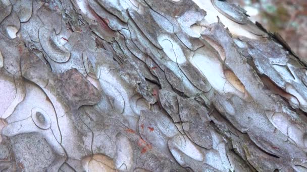 Kulit Kayu Pada Batang Pohon Pinus Diperbarui Dengan Menjatuhkan Potongan — Stok Video