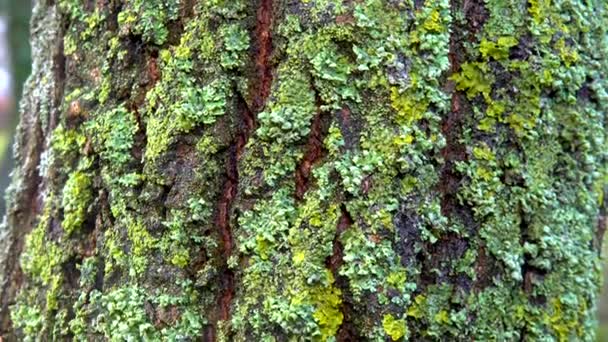 Lichens Overgrown Tree Trunk Symbiosis Fungus Algae Indicator Species Slider — Stok video